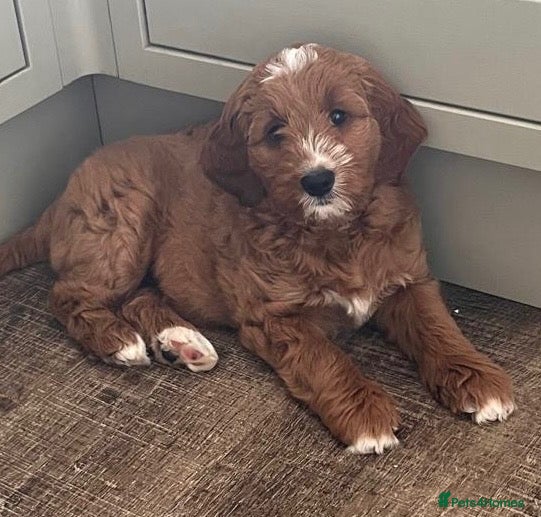 Goldendoodle dogs 🐶❤️Australian double doodle❤️🐶 - Advert 4