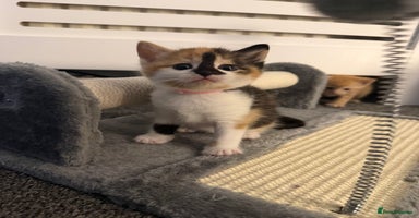 Domestic Shorthair cats - Advert 2