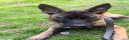 Belgian Shepherd Dog dogs for sale: Female Belgian Shepherd Puppy for sale in Rochester - Advert 2