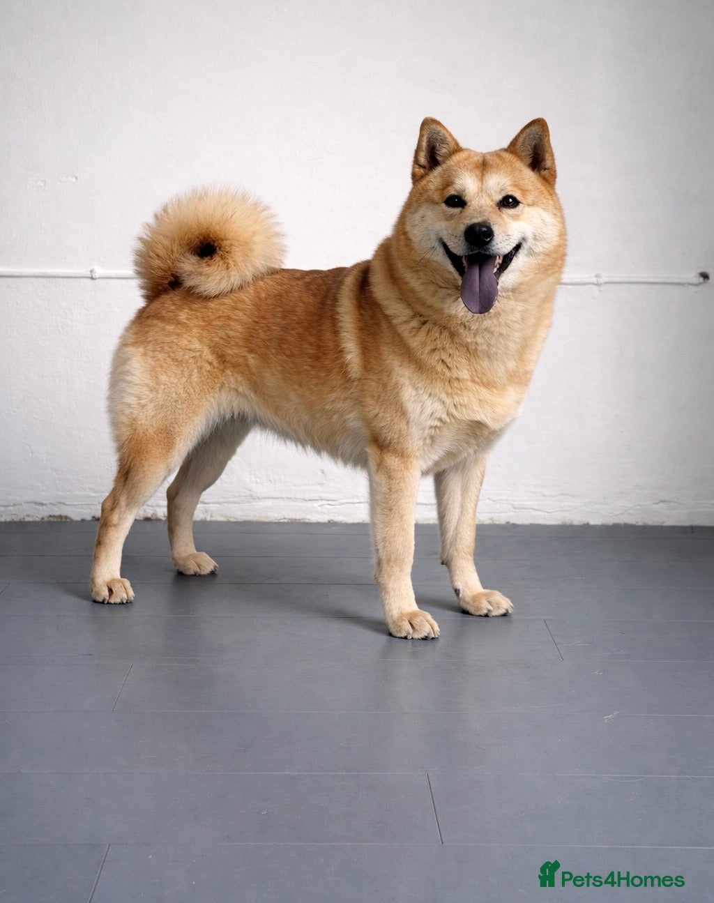 Mixed Breed dogs (Foxie) adult female mini chowsky for sale - Advert 1