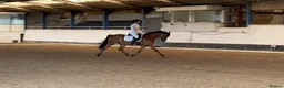 Arabian horse horses for sale: Eyecatching Arabian Gelding - Allrounder in Northallerton - Advert 7