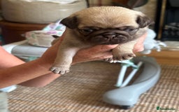 Pug dogs for sale: 4 Puppy Pugs - Image 3