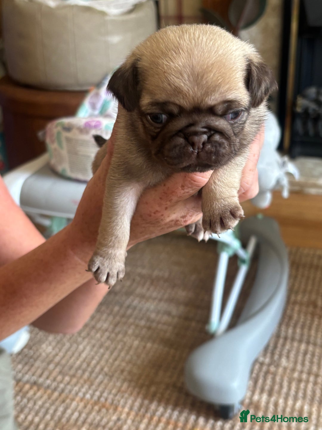 Pug dogs for sale: 4 Puppy Pugs - Image 3