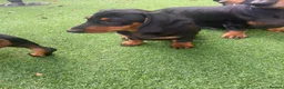Dachshund dogs for sale: 1 BOY LEFT !!! Dachshund Puppies  - Advert 9