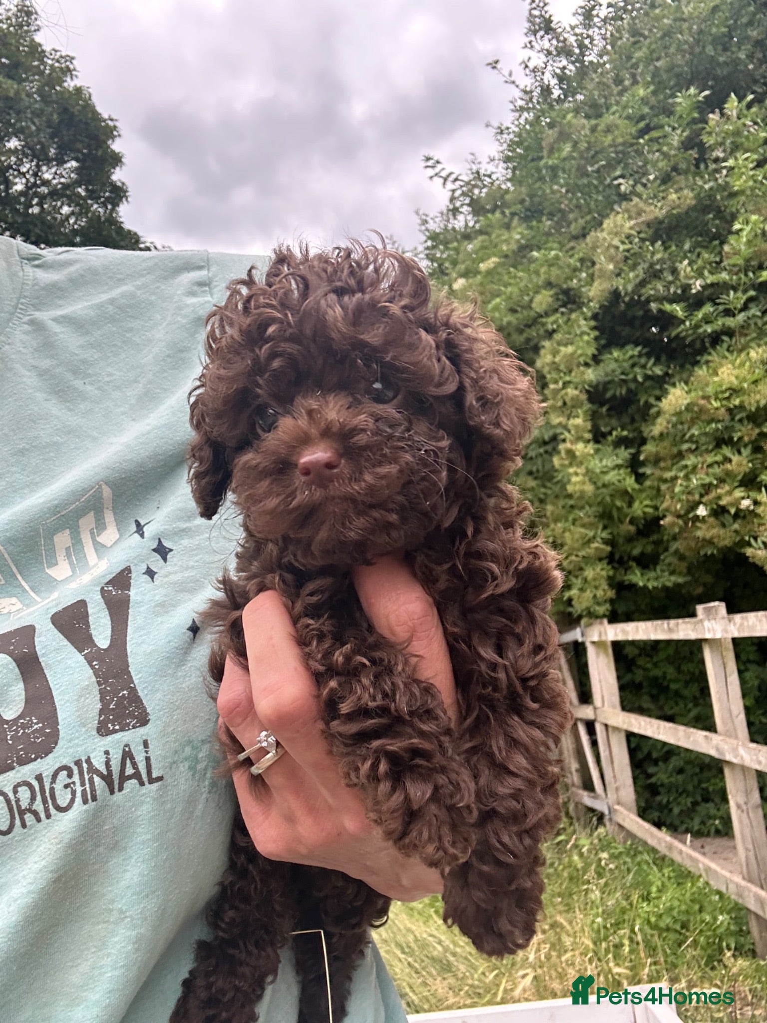 Toy Poodle dogs Chocolate & Toy Poodle Babies READY NOW - Advert 1