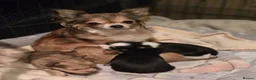 Chihuahua dogs for sale: Beautiful Long-Haired Chihuahua Puppies in Harlow - Advert 5