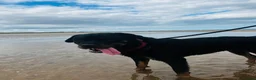 Rottweiler dogs for sale: PREGNANCY CONFIRMED — WAITING LIST NOW OPEN - Advert 6