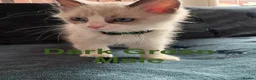 Ragdoll cats for sale: Ragdoll Kitten  - Advert 2