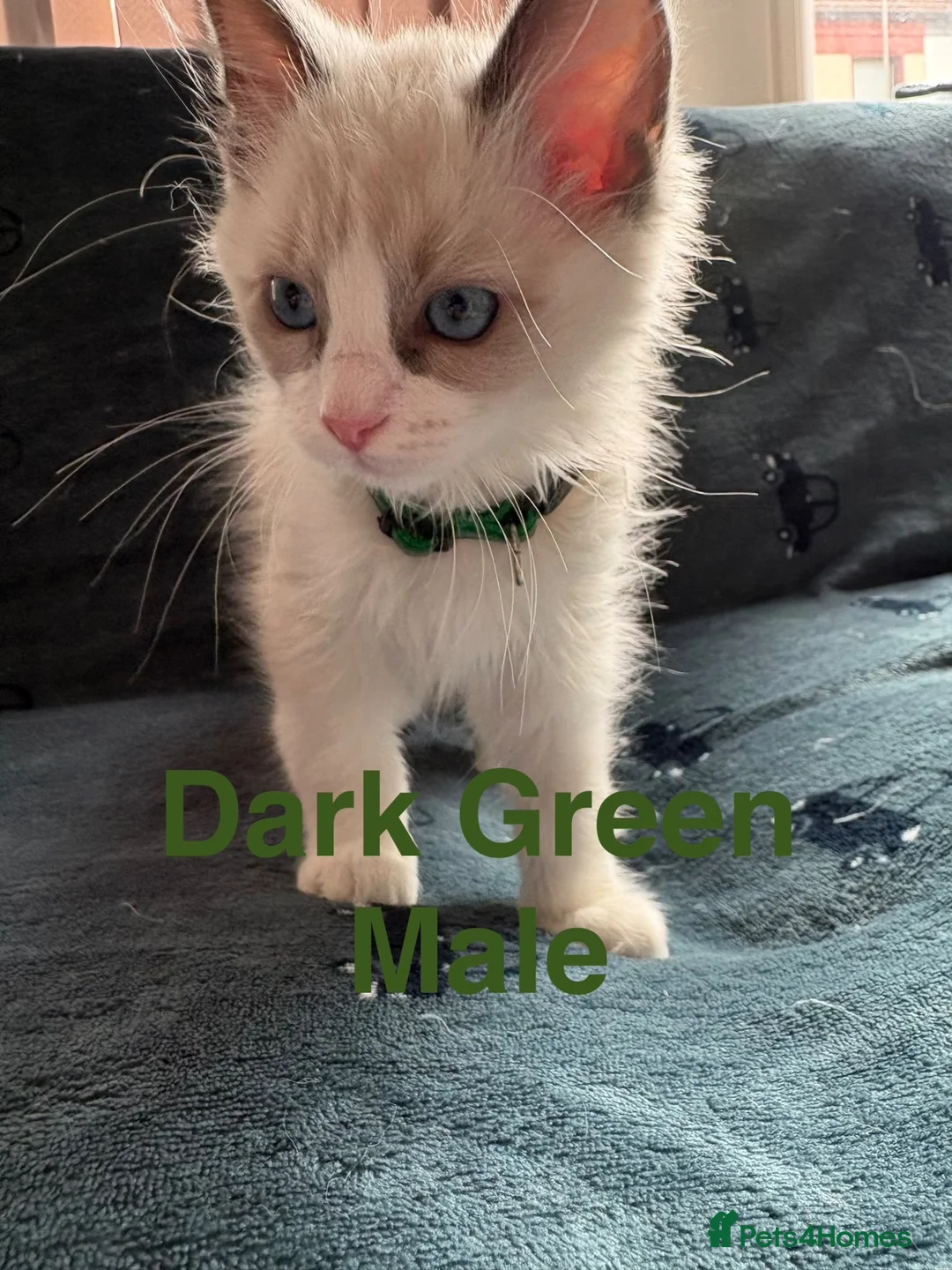Ragdoll cats for sale: Ragdoll Kitten  - Advert 2