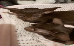 Oriental cats for sale: Full Pedigree Oriental 1 Kitten XL size ears GCCF - Advert 38