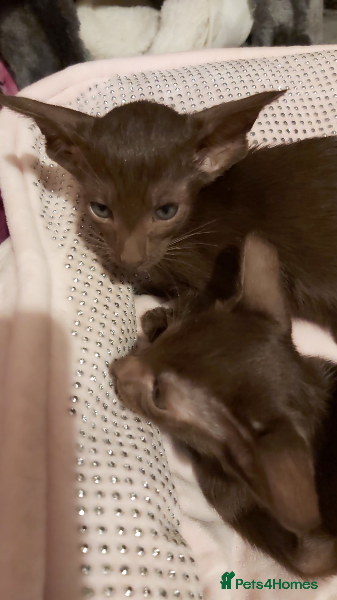 Oriental cats for sale: Full Pedigree Oriental 1 Kitten XL size ears GCCF - Advert 38