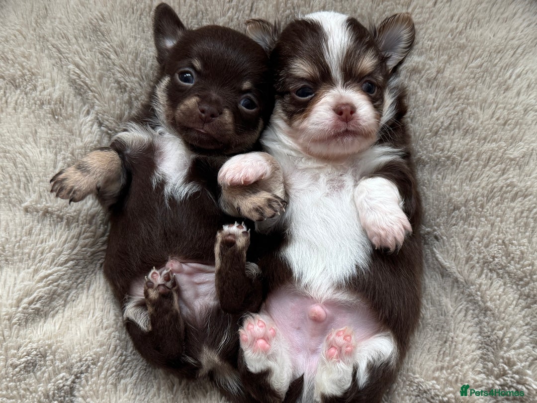 Chihuahua dogs for sale: READY 24th 🤎 Outstanding Chocolate Puppies 🧸🐻🤎 - Advert 8