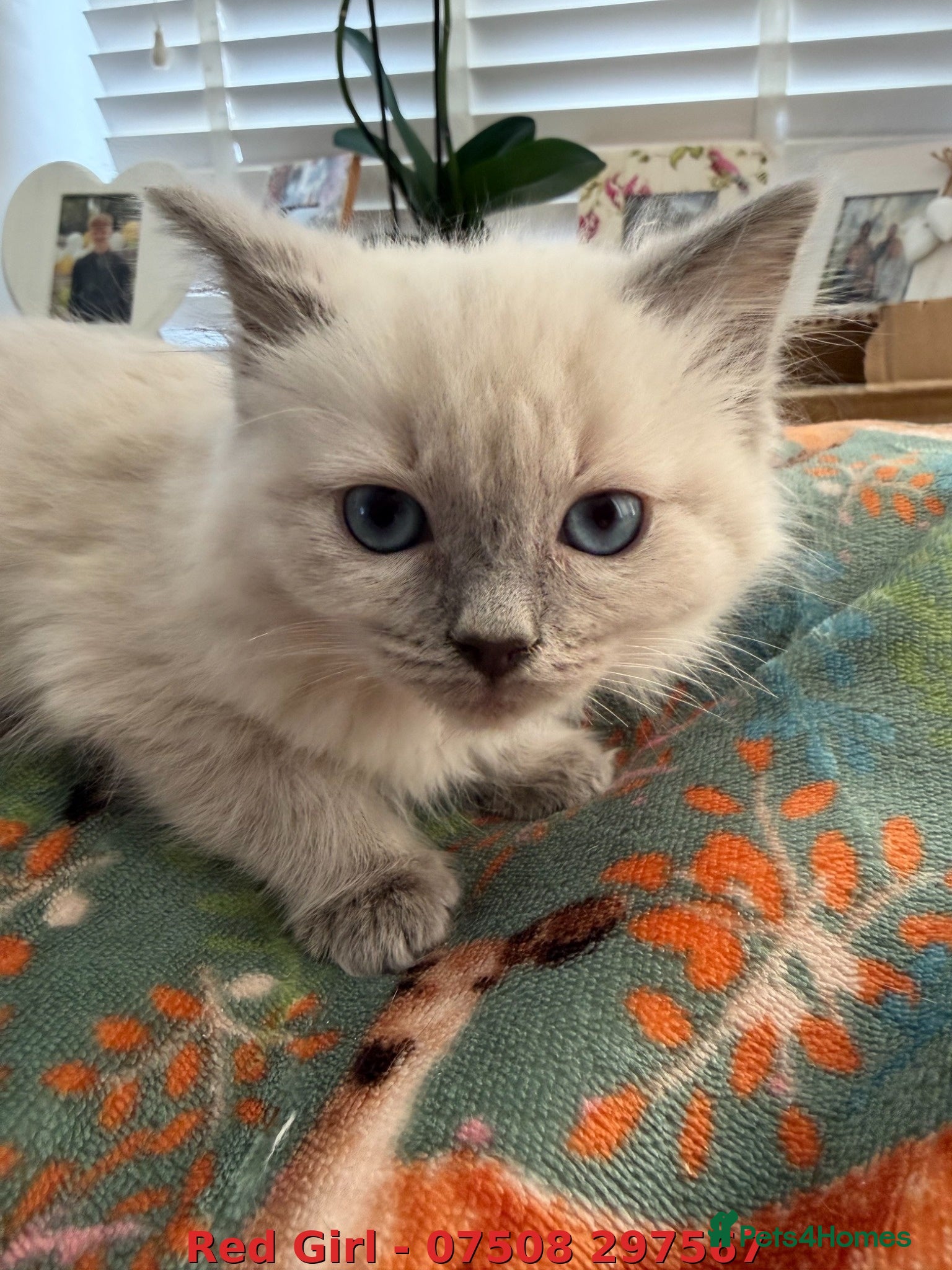 Ragdoll cats Cute Fluffy Ragdoll Kittens (Discounts Available) - Advert 2