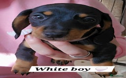 Miniature Dachshund dogs for sale:  Miniature Dachshunds ready to go Friday 19th Sept - Image 20