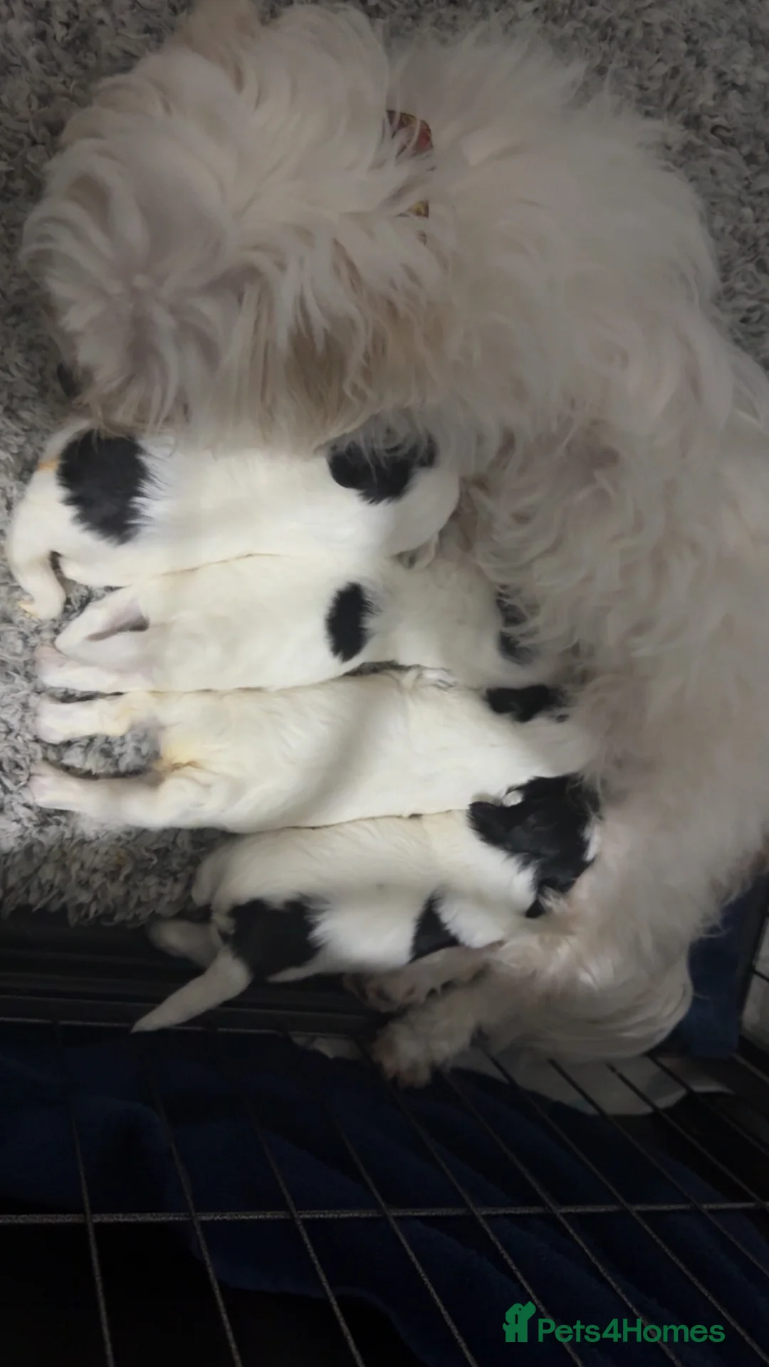 Maltipoo dogs for sale: Maltipoo’s - fully vaccinated and ready to leave. - Advert 7