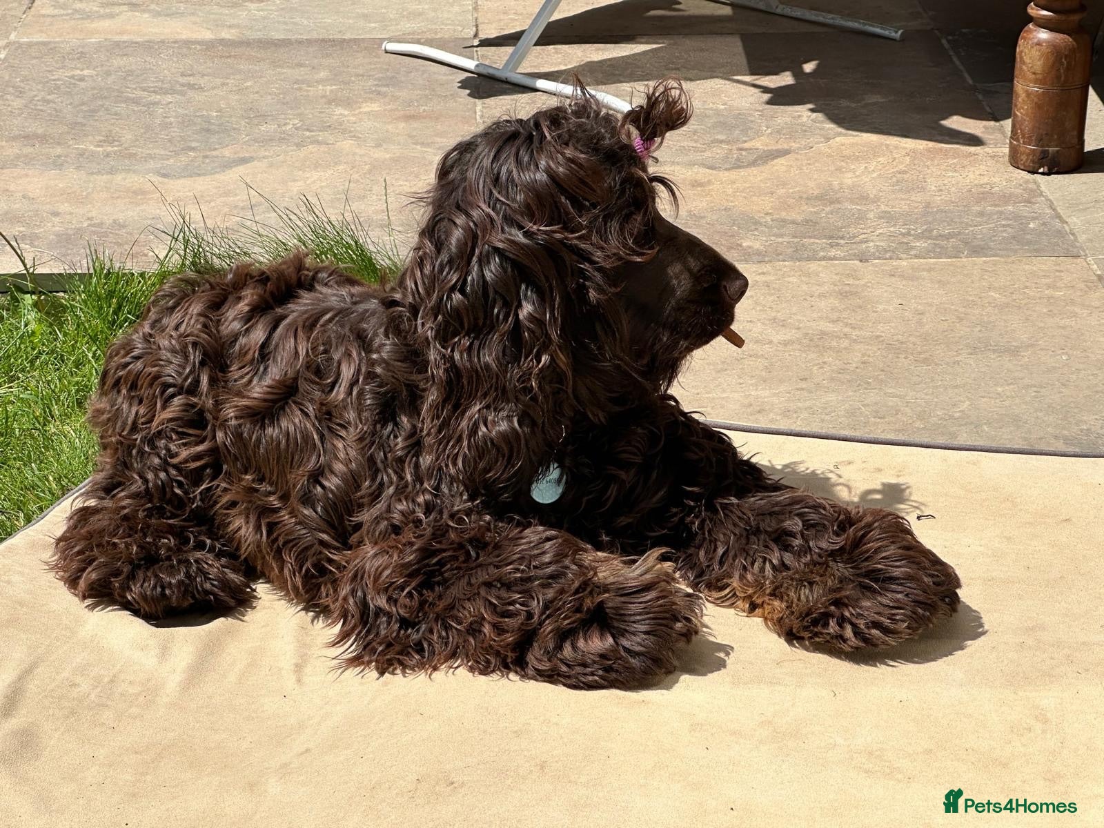Cocker Spaniel dogs Stunning Show Cocker Spaniel Stud – Free Service - Advert 1