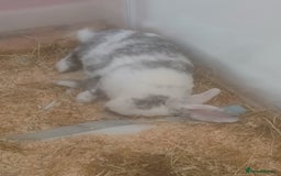 English Lop rabbits for sale: Male English lop - Image 3
