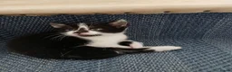 Mixed Breed cats for sale: Adorable cute kitten  - Advert 10