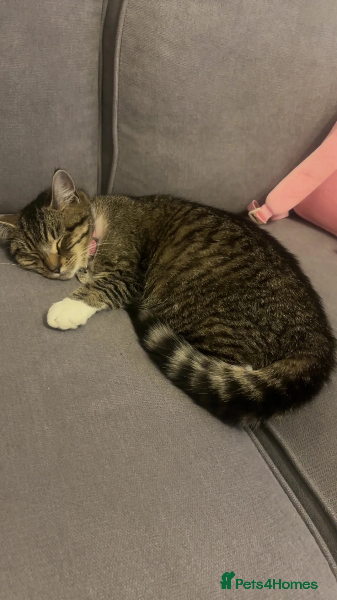 Mixed Breed cats for sale: 4 little bundles of Joy 🫶🏼  in Stafford - Advert 2
