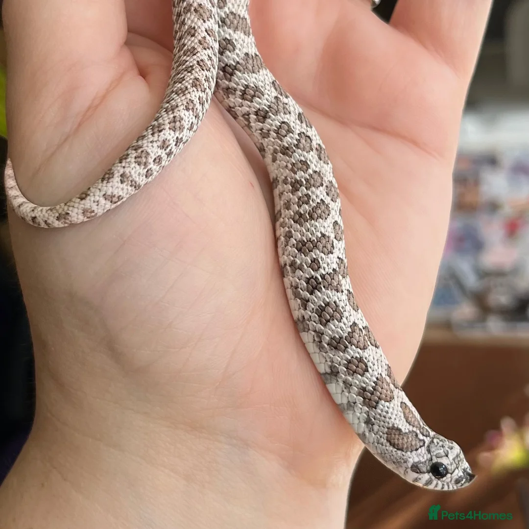 Snake reptiles for sale: Various Western Hognose Hatchlings - Advert 40