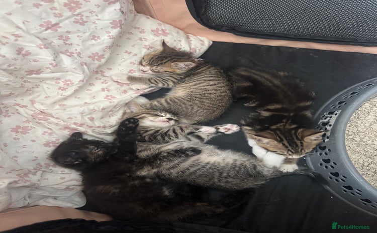 Mixed Breed cats - Advert 4