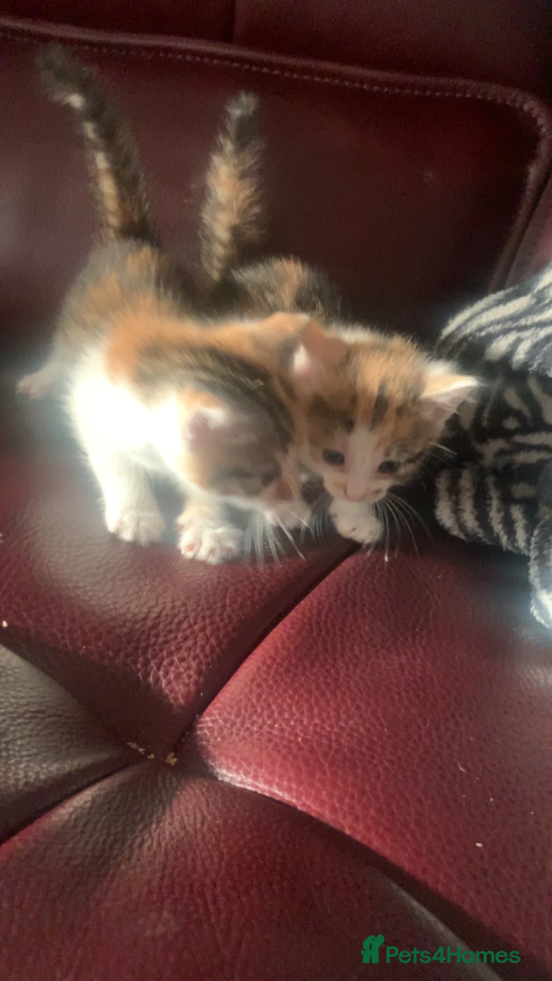 Mixed Breed cats for sale: Kittens for sale  - Advert 2