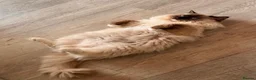 Ragdoll cats for sale: Seven Beautiful Ragdoll Kittens - Advert 9