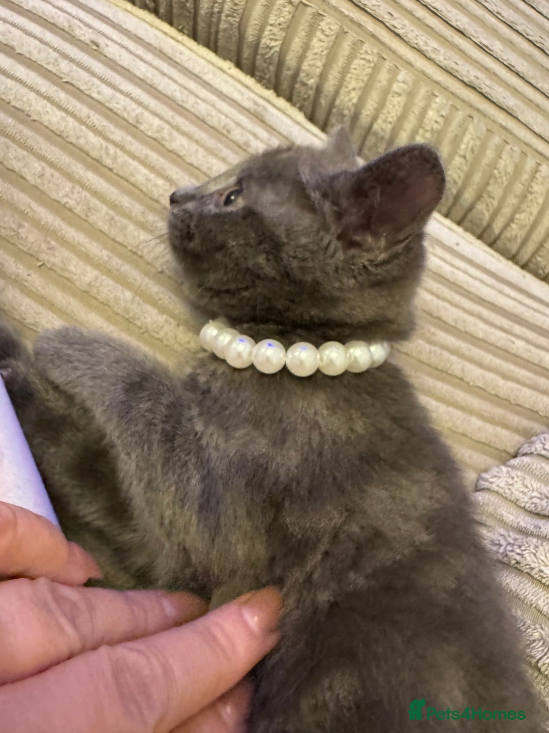 British Shorthair cats for sale: Beautiful British short hair cross kittens - Advert 13