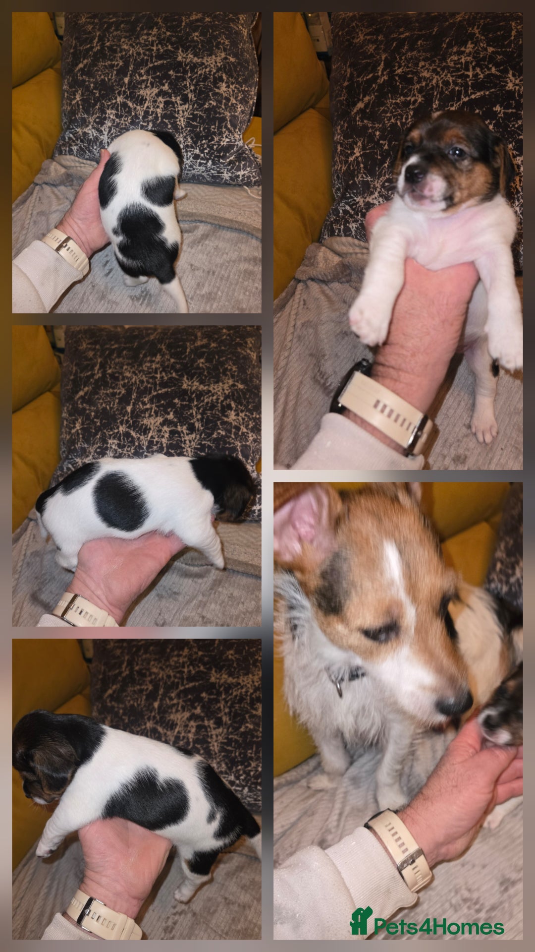 Jack Russell dogs for sale: Jack Russell puppies tri colour  - Advert 18