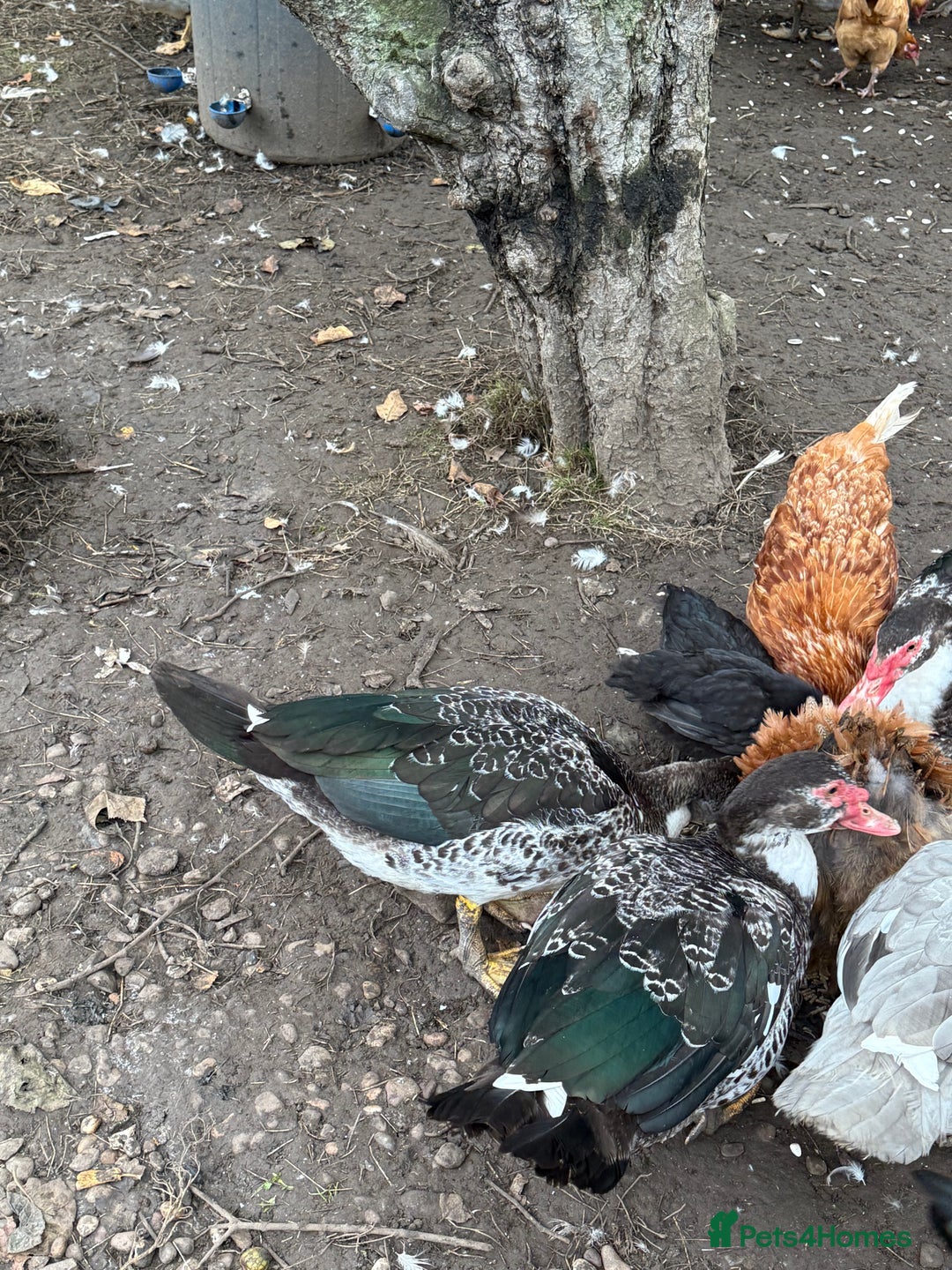 Ducks poultry for sale: Muscovy duck  - Image 6