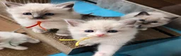 Ragdoll cats for sale: Stunning Blue–Ragdoll Kittens for Sale ✨ - Advert 9