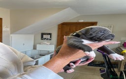 Staffordshire Bull Terrier dogs for sale: Exceptional Champion Pedigree, beautiful blues!! - Image 4