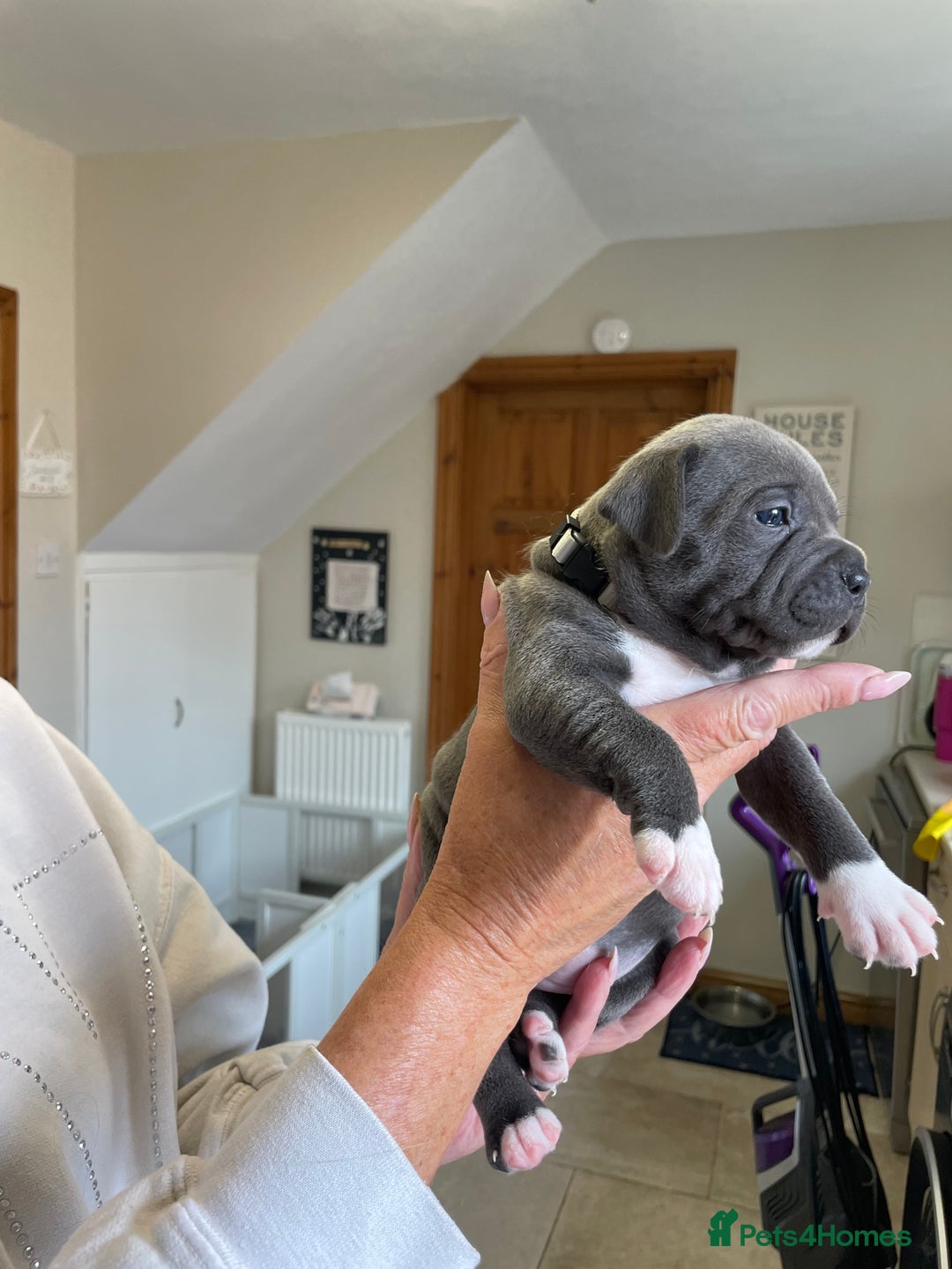 Staffordshire Bull Terrier dogs for sale: Exceptional Champion Pedigree, beautiful blues!! - Image 4