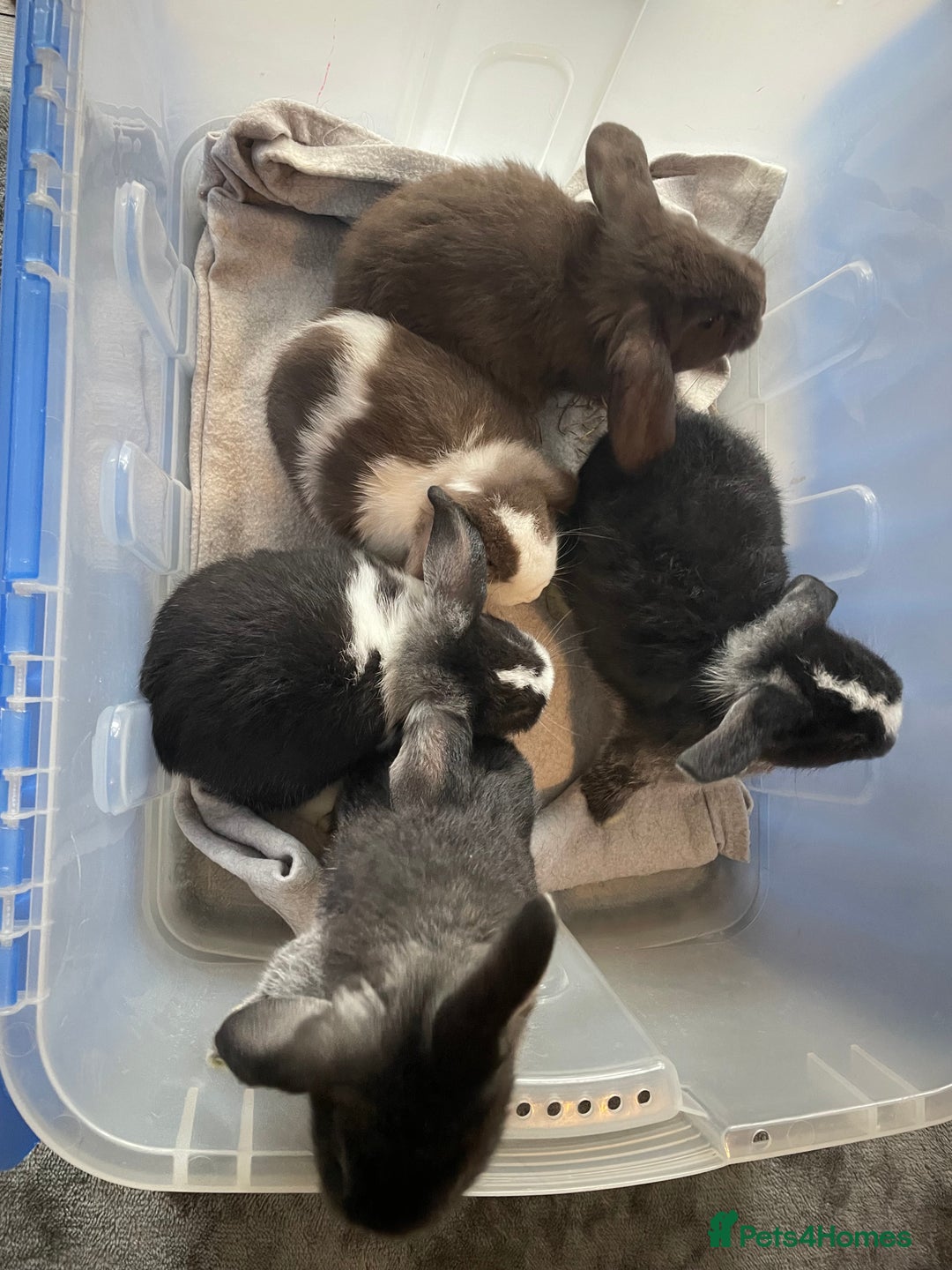 Dwarf Lop rabbits for sale: Gorgeous Dwarf Lop bunnies - 1 buck & 1 doe left - Advert 3