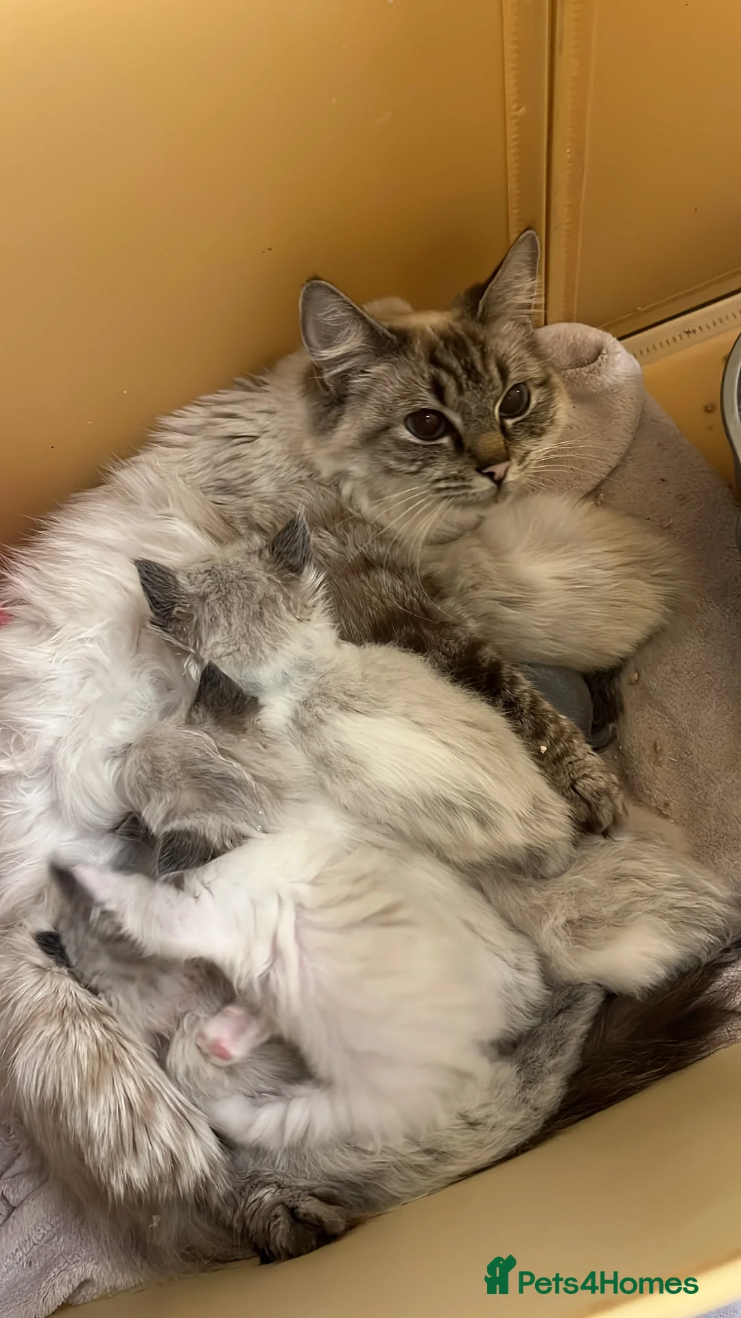 Ragdoll cats for sale: Beautiful Ragdoll boy  - Advert 8