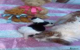 Jackapoo dogs for sale:  Ready on the 18th of December 3 jackapoo puppy’s - Advert 14