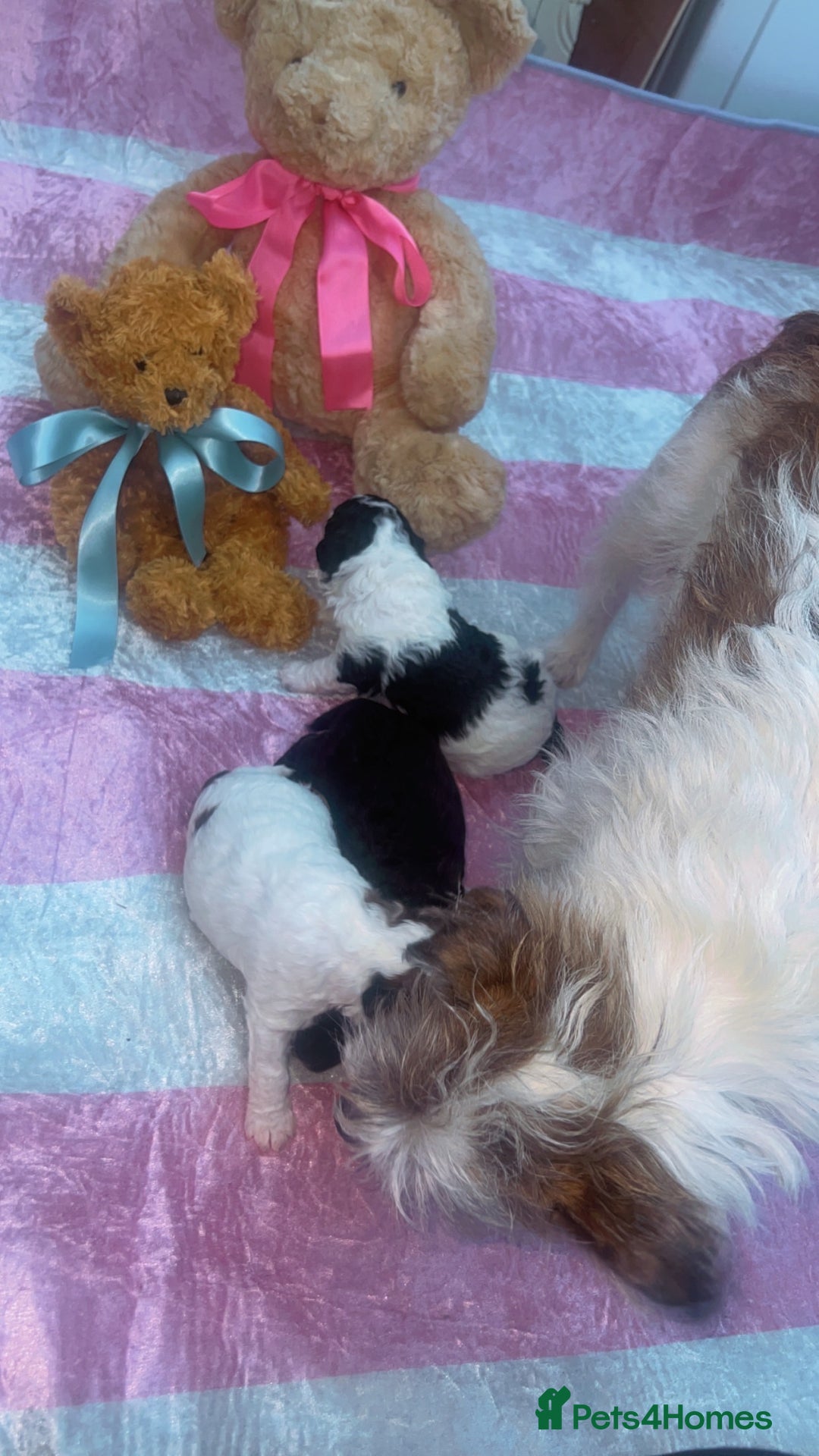 Jackapoo dogs for sale:  Ready on the 18th of December 3 jackapoo puppy’s - Advert 14