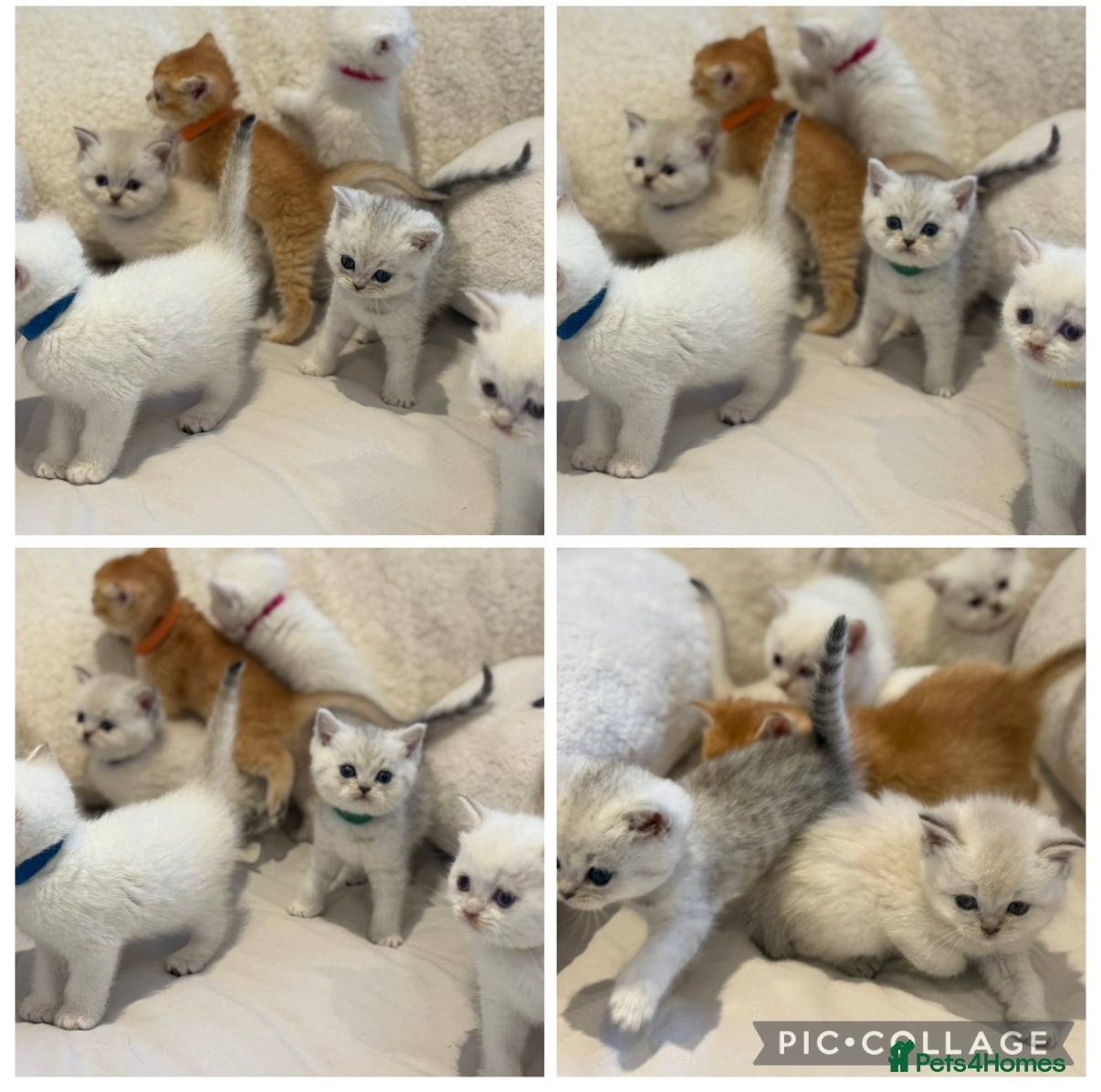 British Shorthair cats Gold and silver stunning kittens  - Advert 6