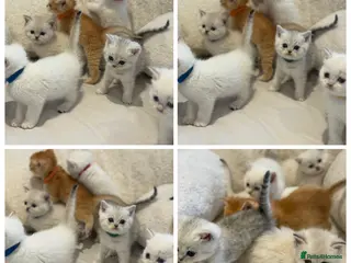British Shorthair cats Gold and silver stunning kittens - Advert 2