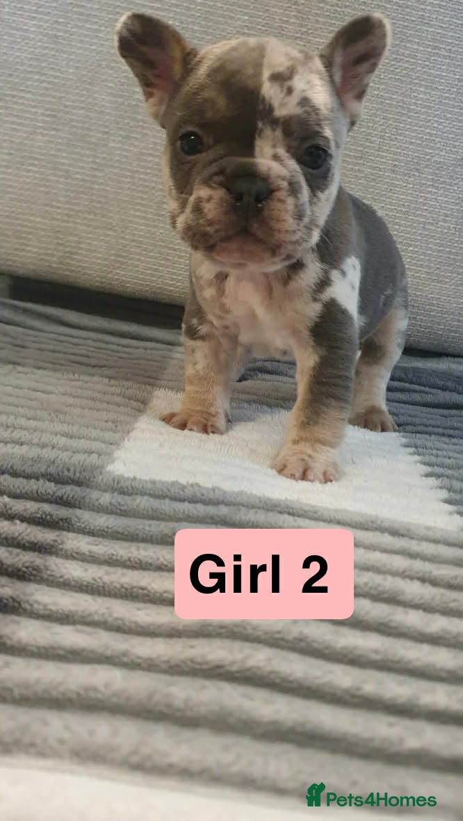French Bulldog dogs 🐾 Adorable French Bulldog Puppies for Sale! 🐾  - Advert 1