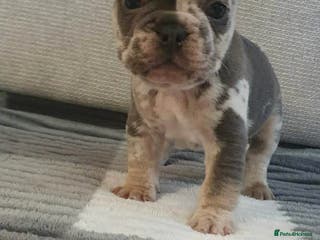 French Bulldog dogs 🐾 Adorable French Bulldog Puppies for Sale! 🐾 - Advert 1