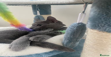 Russian Blue cats - Advert 11