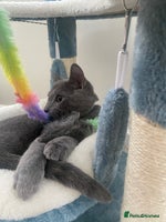 Russian Blue cats - Advert 4