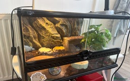 Leopard Gecko reptiles for sale: Leapord gecko, male - Image 6