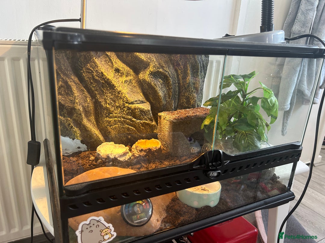 Leopard Gecko reptiles for sale: Leapord gecko, male - Image 6