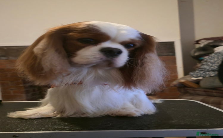 Cavalier King Charles Spaniel dogs in Chesterfield - Advert 8