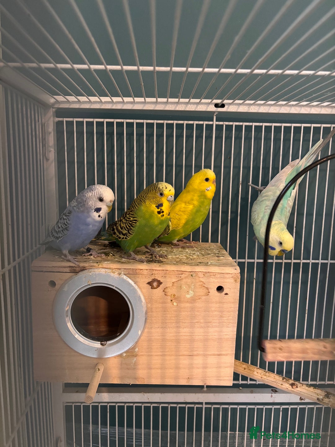 Budgerigars birds for sale: Budgies and bourke for sale - Advert 3