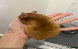 Chinchilla rodents for sale: Hamster Syrian and Full set up!  - Image 11