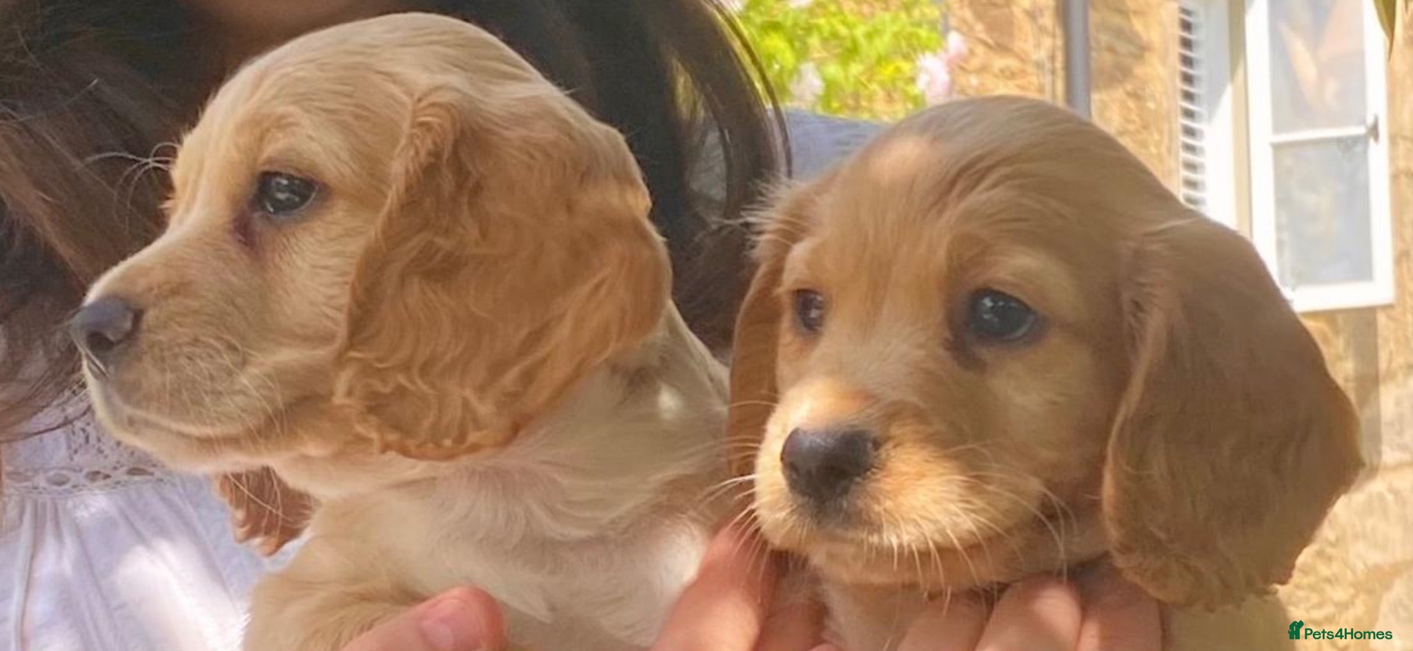 Cocker Spaniel dogs WC Spaniels  - Advert 1