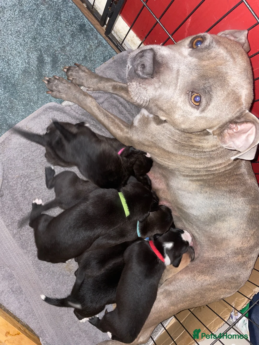 Mixed Breed dogs for sale: Beautiful Staffy x Border Collie pups for sale  - Advert 24